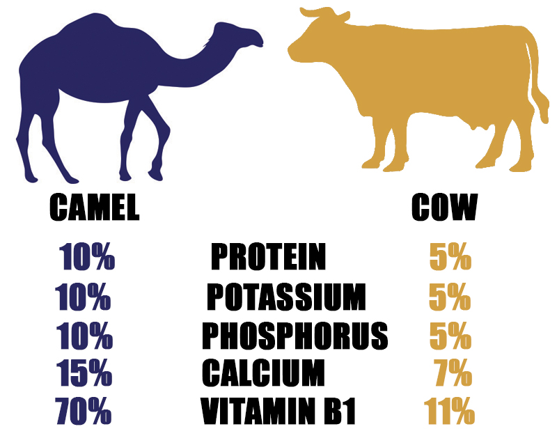 Sahara Dairy Co Health Benefits of Camel Milk
